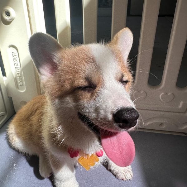 mooham.thecorgi_1704516416_3274043460715776183_63172137006